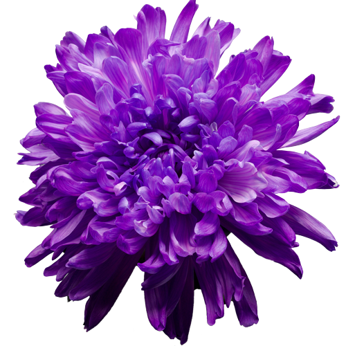 purple