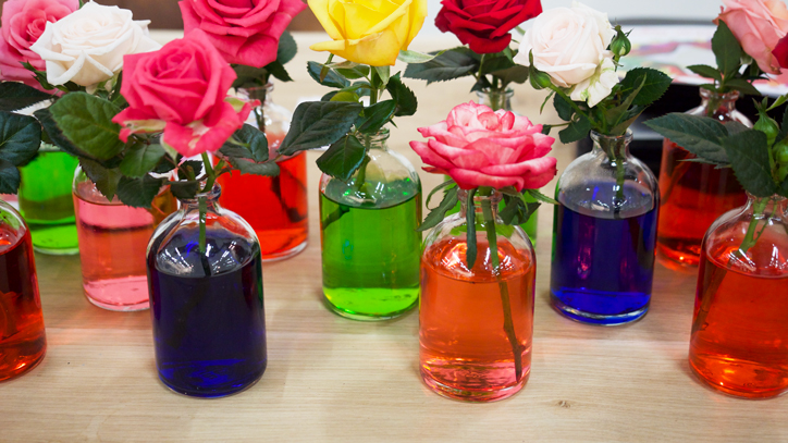 vasecolor-banner Glass bottles of vase color