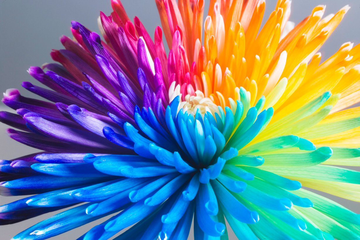 coloredflower